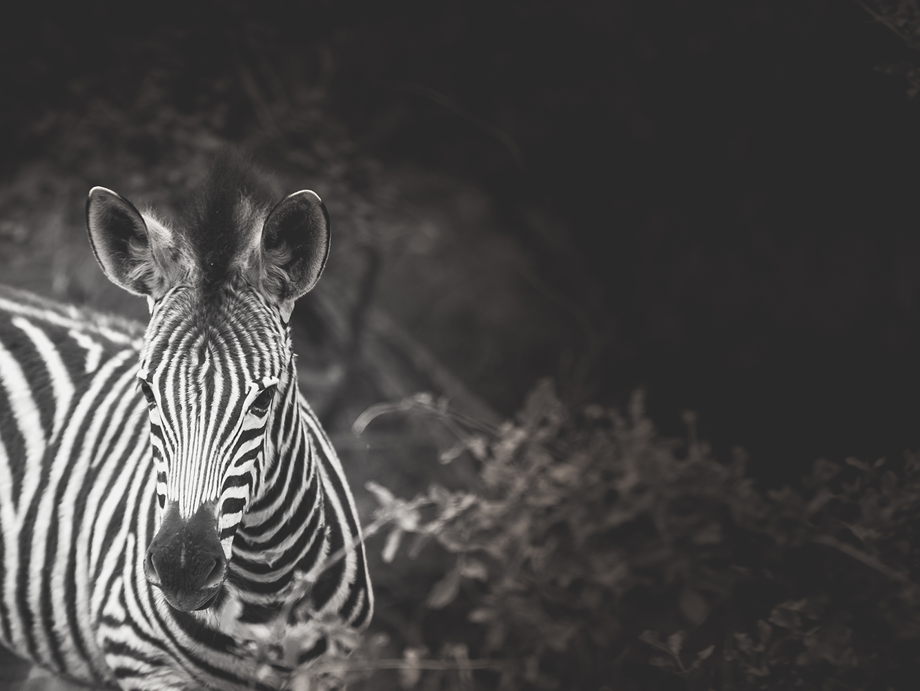 Zebrastreifen-1