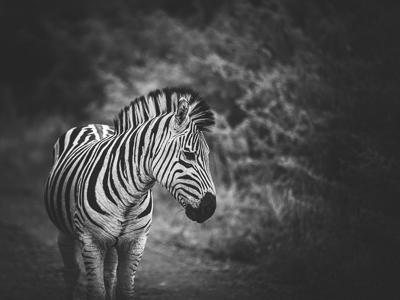 Zebrastreifen-14