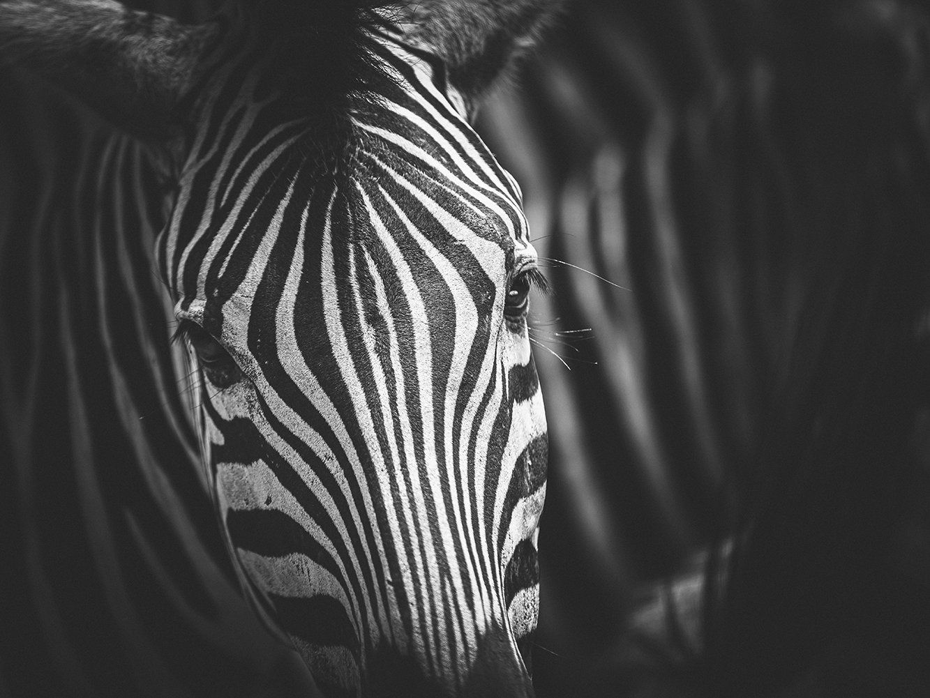 Zebrastreifen-2