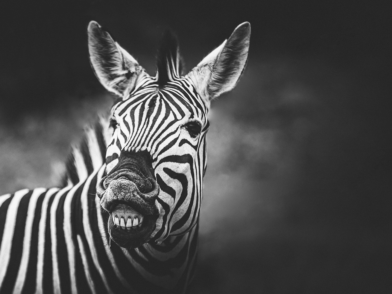 Zebrastreifen-3