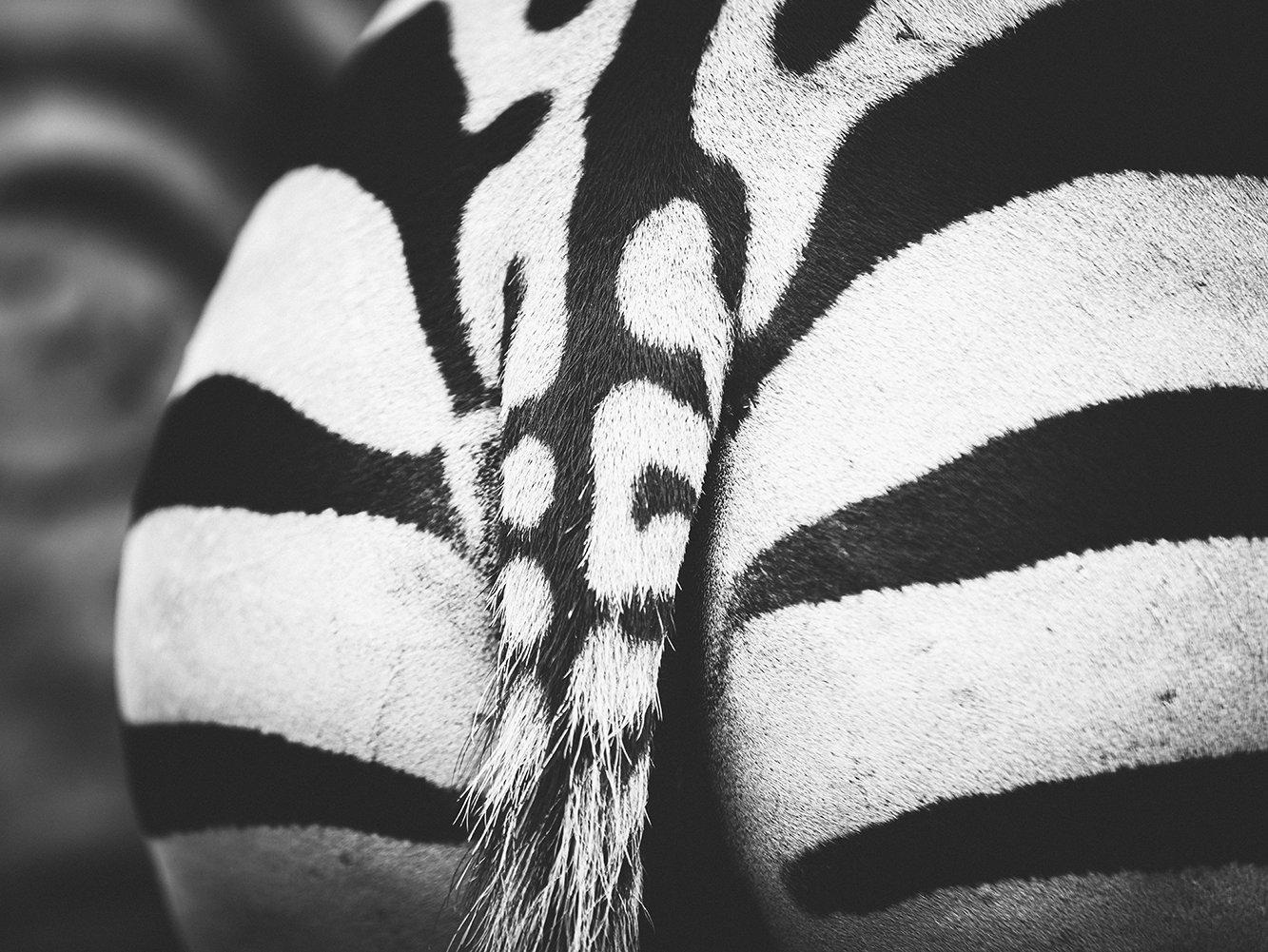 Zebrastreifen-4