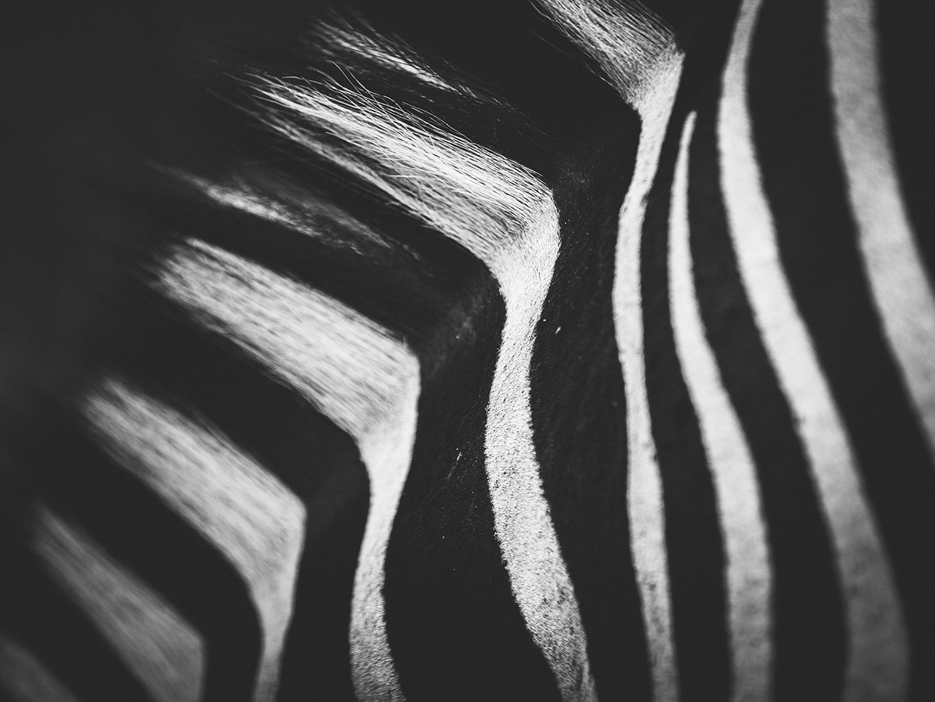 Zebrastreifen-5