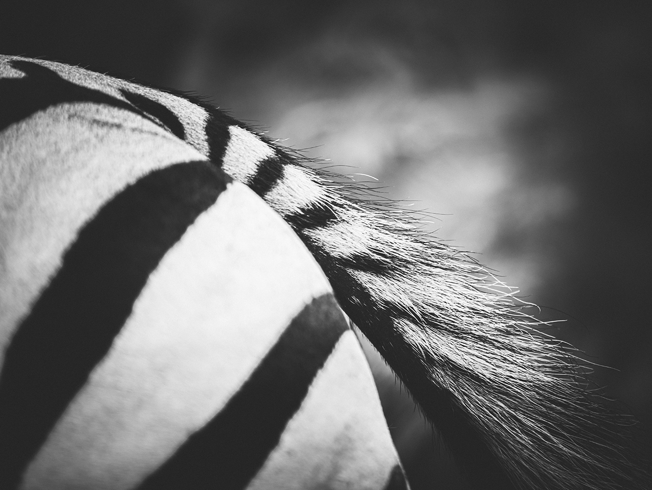 Zebrastreifen-6