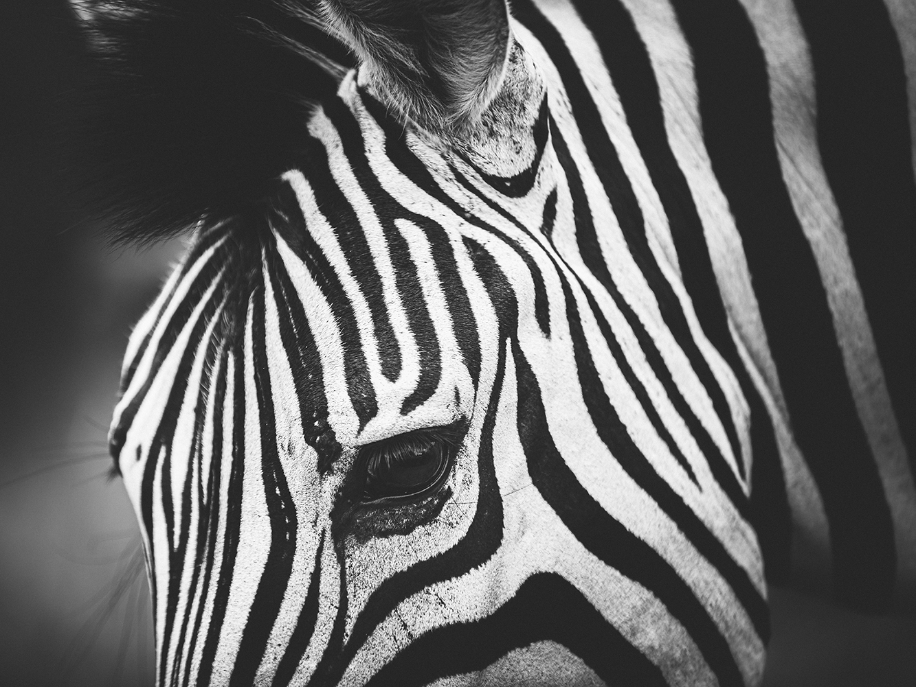 Zebrastreifen-7