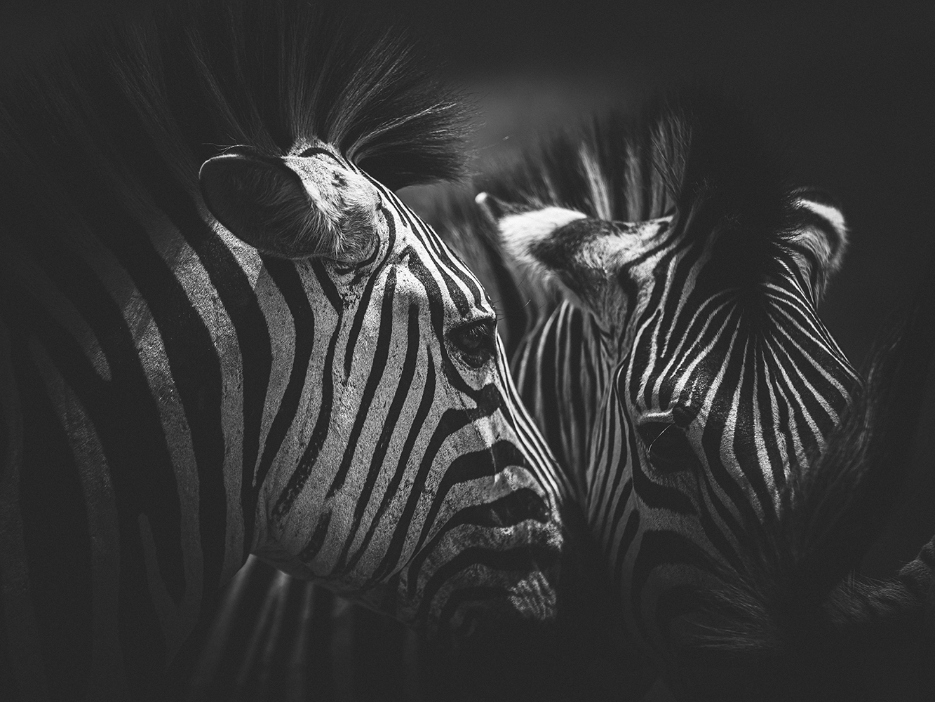 Zebrastreifen-8